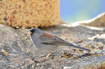 Southwest USA Beautiful Dark-eyed Junco  is a medium-sized sparrow with a rounded head a short, stout bill and a fairly long, conspicuous tail.