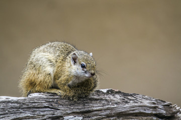 Smith’s bush squirrel in Kruger National park, South Africa