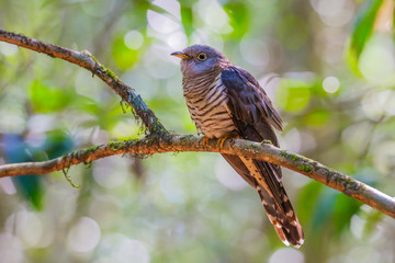 Close up of Himalayan Cuckoo(Cuculus saturatus) 