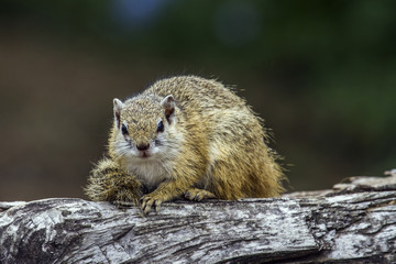 Naklejka premium Smith’s bush squirrel in Kruger National park, South Africa