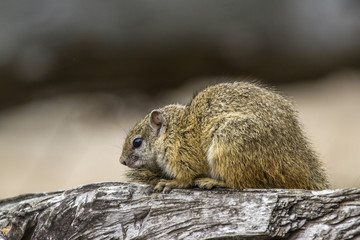Smith’s bush squirrel in Kruger National park, South Africa