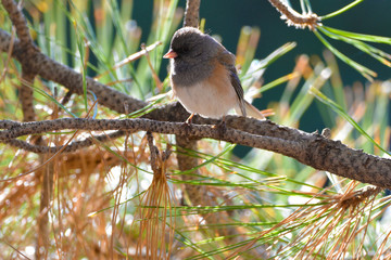 Southwest USA Beautiful Dark-eyed Junco  is a medium-sized sparrow with a rounded head a short, stout bill and a fairly long, conspicuous tail.