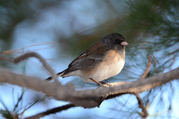 Southwest USA Beautiful Dark-eyed Junco  is a medium-sized sparrow with a rounded head a short, stout bill and a fairly long, conspicuous tail.