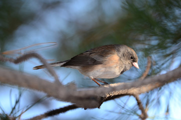 Southwest USA Beautiful Dark-eyed Junco  is a medium-sized sparrow with a rounded head a short, stout bill and a fairly long, conspicuous tail.