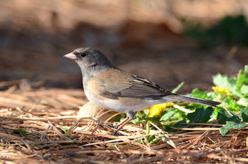 Southwest USA Beautiful Dark-eyed Junco  is a medium-sized sparrow with a rounded head a short, stout bill and a fairly long, conspicuous tail.