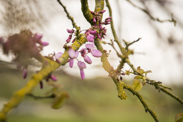 Zweig mit Kirschblüte im Frühling