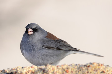 Southwest USA Beautiful Dark-eyed Junco  is a medium-sized sparrow with a rounded head a short, stout bill and a fairly long, conspicuous tail.