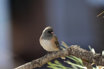 Southwest USA Beautiful Dark-eyed Junco  is a medium-sized sparrow with a rounded head a short, stout bill and a fairly long, conspicuous tail.
