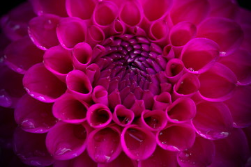 Close-up van een mooie roze dahliabloem