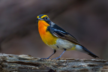 Narcissus flycatcher(Ficedula narcissina)  on the wood 