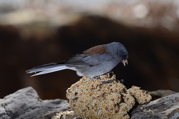 Southwest USA Beautiful Dark-eyed Junco  is a medium-sized sparrow with a rounded head a short, stout bill and a fairly long, conspicuous tail.
