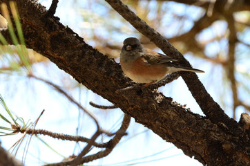 Southwest USA Beautiful Dark-eyed Junco  is a medium-sized sparrow with a rounded head a short, stout bill and a fairly long, conspicuous tail.