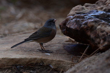 Southwest USA Beautiful Dark-eyed Junco  is a medium-sized sparrow with a rounded head a short, stout bill and a fairly long, conspicuous tail.