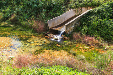 Beautiful water garden and pond
