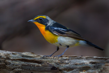 Narcissus flycatcher(Ficedula narcissina)  on the wood 