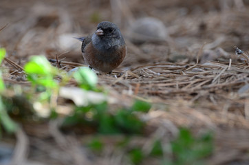 Southwest USA Beautiful Dark-eyed Junco  is a medium-sized sparrow with a rounded head a short, stout bill and a fairly long, conspicuous tail.