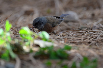 Southwest USA Beautiful Dark-eyed Junco  is a medium-sized sparrow with a rounded head a short, stout bill and a fairly long, conspicuous tail.