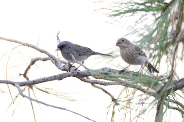 Southwest USA Beautiful Dark-eyed Junco  is a medium-sized sparrow with a rounded head a short, stout bill and a fairly long, conspicuous tail.