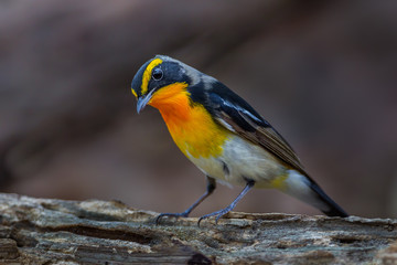Narcissus flycatcher(Ficedula narcissina)  on the wood 
