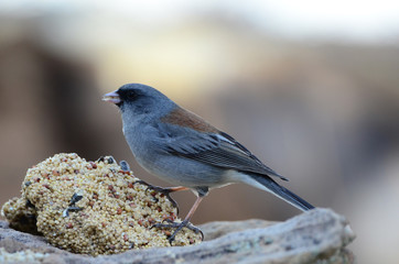 Southwest USA Beautiful Dark-eyed Junco  is a medium-sized sparrow with a rounded head a short, stout bill and a fairly long, conspicuous tail.