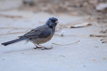 Southwest USA Beautiful Dark-eyed Junco  is a medium-sized sparrow with a rounded head a short, stout bill and a fairly long, conspicuous tail.