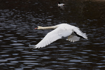 Mute Swan, cygnus olor