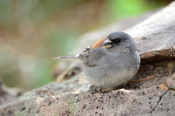 Southwest USA Beautiful Dark-eyed Junco  is a medium-sized sparrow with a rounded head a short, stout bill and a fairly long, conspicuous tail.