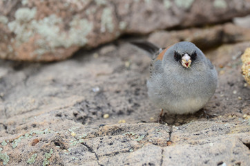 Southwest USA Beautiful Dark-eyed Junco  is a medium-sized sparrow with a rounded head a short, stout bill and a fairly long, conspicuous tail.