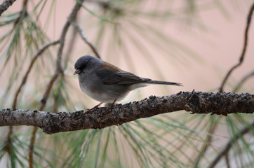 Southwest USA Beautiful Dark-eyed Junco  is a medium-sized sparrow with a rounded head a short, stout bill and a fairly long, conspicuous tail.