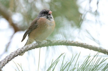 Southwest USA Beautiful Dark-eyed Junco  is a medium-sized sparrow with a rounded head a short, stout bill and a fairly long, conspicuous tail.