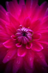 Gros plan d& 39 une belle fleur de dahlia rose sur fond sombre