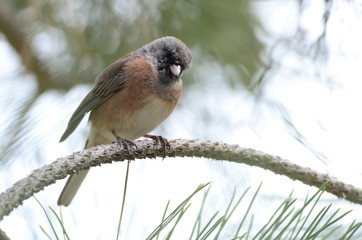 Southwest USA Beautiful Dark-eyed Junco  is a medium-sized sparrow with a rounded head a short, stout bill and a fairly long, conspicuous tail.