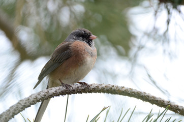 Southwest USA Beautiful Dark-eyed Junco  is a medium-sized sparrow with a rounded head a short, stout bill and a fairly long, conspicuous tail.