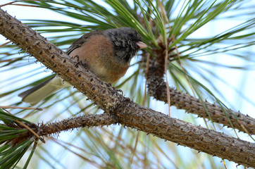 Southwest USA Beautiful Dark-eyed Junco  is a medium-sized sparrow with a rounded head a short, stout bill and a fairly long, conspicuous tail.