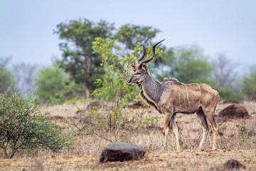 Naklejka na ściany i meble Greater kudu in Kruger National park, South Africa