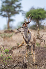 Greater kudu in Kruger National park, South Africa