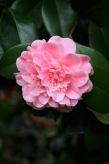 Kamelie Ave Maria, Kamelienpark Locarno