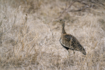 Black-bellied bustard in Kruger National park, South Africa