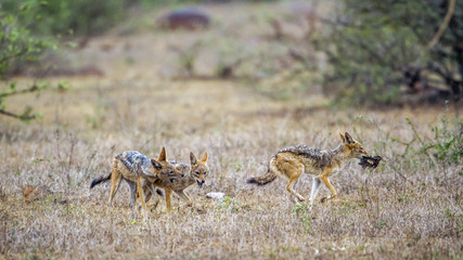 Black-backed jackal in Kruger National park, South Africa