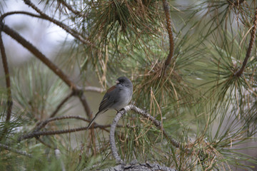 Southwest USA Beautiful Dark-eyed Junco  is a medium-sized sparrow with a rounded head a short, stout bill and a fairly long, conspicuous tail.