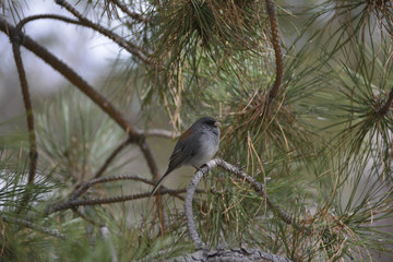 Southwest USA Beautiful Dark-eyed Junco  is a medium-sized sparrow with a rounded head a short, stout bill and a fairly long, conspicuous tail.
