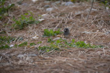 Southwest USA Beautiful Dark-eyed Junco  is a medium-sized sparrow with a rounded head a short, stout bill and a fairly long, conspicuous tail.