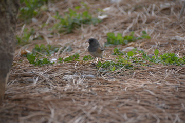 Southwest USA Beautiful Dark-eyed Junco  is a medium-sized sparrow with a rounded head a short, stout bill and a fairly long, conspicuous tail.