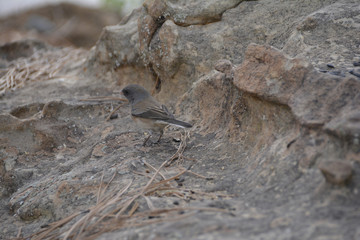 Southwest USA Beautiful Dark-eyed Junco  is a medium-sized sparrow with a rounded head a short, stout bill and a fairly long, conspicuous tail.