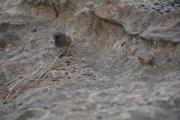 Southwest USA Beautiful Dark-eyed Junco  is a medium-sized sparrow with a rounded head a short, stout bill and a fairly long, conspicuous tail.