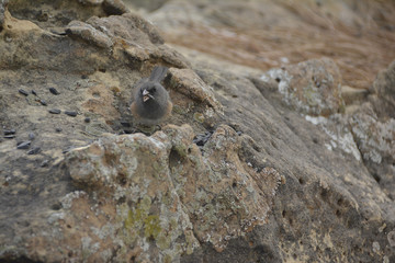 Southwest USA Beautiful Dark-eyed Junco  is a medium-sized sparrow with a rounded head a short, stout bill and a fairly long, conspicuous tail.