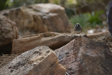 Southwest USA Beautiful Dark-eyed Junco  is a medium-sized sparrow with a rounded head a short, stout bill and a fairly long, conspicuous tail.