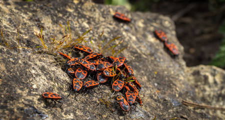 Firebugs party