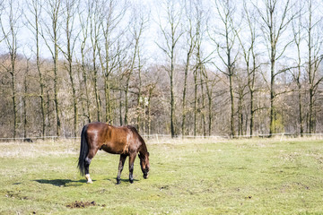 horses rescued from the slaughterhouse