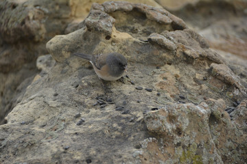 Southwest USA Beautiful Dark-eyed Junco  is a medium-sized sparrow with a rounded head a short, stout bill and a fairly long, conspicuous tail.